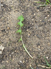 Taraxacum officinale