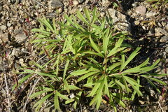 Pulsatilla dahurica