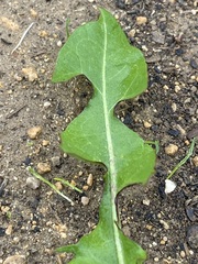 Taraxacum officinale