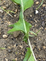 Taraxacum officinale