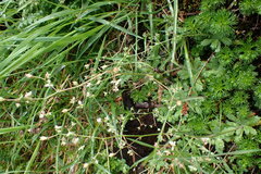 Micranthes ferruginea