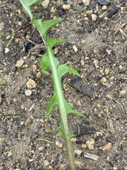 Taraxacum officinale
