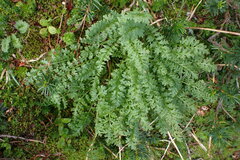 Pedicularis ornithorhynchos