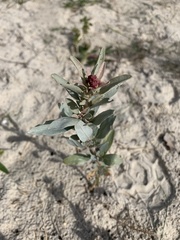 Atriplex cinerea