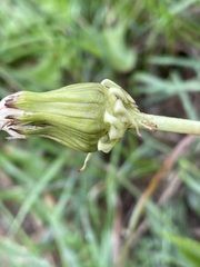 Taraxacum officinale