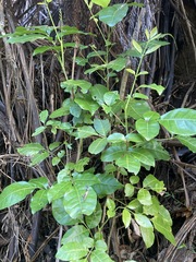 Dysoxylum spectabile