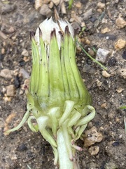 Taraxacum officinale