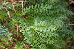 Pedicularis ornithorhynchos