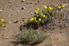 Malephora crassa