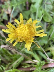 Taraxacum officinale