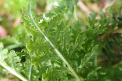 Pedicularis ornithorhynchos