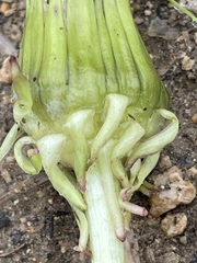 Taraxacum officinale