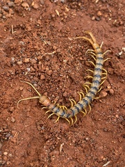 Scolopendra morsitans