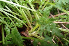 Pedicularis ornithorhynchos