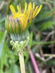 Taraxacum officinale
