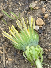 Taraxacum officinale