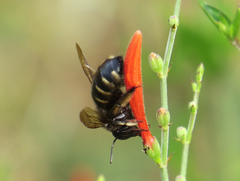 Xylocopa tabaniformis parkinsoniae