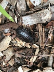 Blaberidae