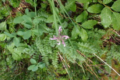 Pedicularis ornithorhynchos