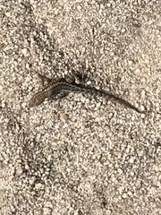 Uta stansburiana elegans