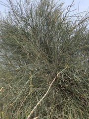 Allocasuarina verticillata
