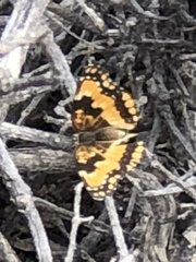 Chlosyne californica