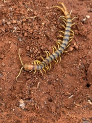 Scolopendra morsitans