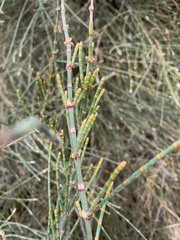 Allocasuarina verticillata