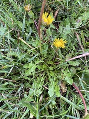 Taraxacum officinale
