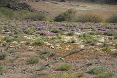 Drosanthemum framesii