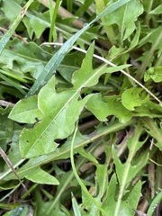 Taraxacum officinale