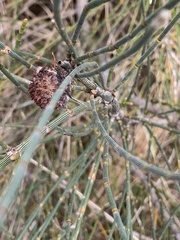 Allocasuarina verticillata
