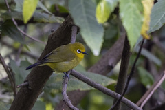 Zosterops stuhlmanni