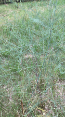 Asparagus officinalis