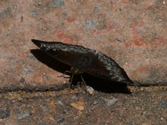 Euthalia monina monina