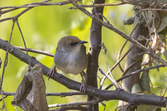 Cisticola chubbi