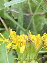 Taraxacum officinale