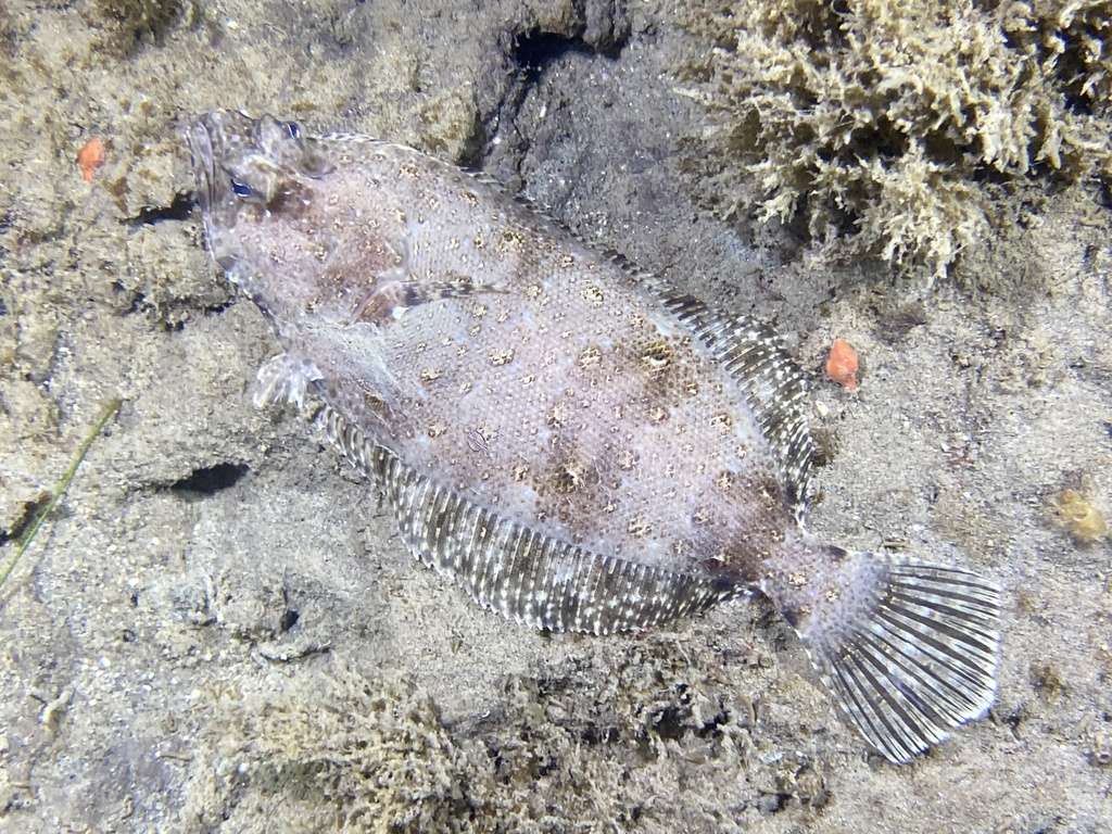 Bigmouth Sole