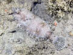 Bigmouth Sole photo 1
