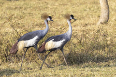 Balearica regulorum