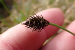 Carex nigricans