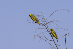 Crithagra mozambica