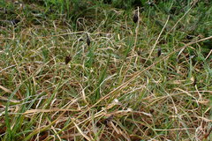 Carex nigricans