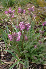 Pedicularis ornithorhynchos