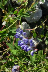 Vicia amurensis