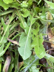 Taraxacum officinale