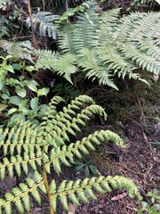 Cyathea medullaris