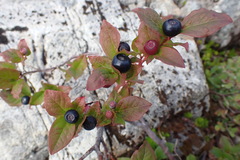 Vaccinium membranaceum