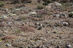 Drosanthemum framesii