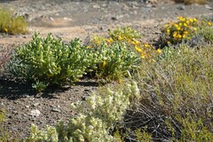 Atriplex lindleyi inflata